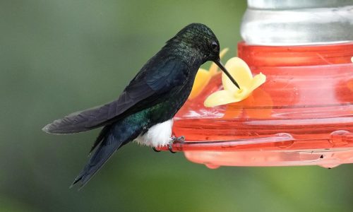 Un rincón de los Andes, último reducto de colibríes que son el emblema de la capital de Ecuador