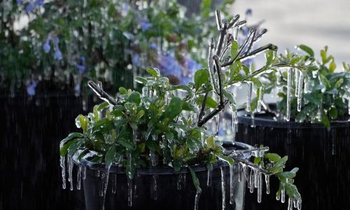 Ola invernal golpea el centro-norte y la costa este de EEUU; podría causar nevadas en Florida