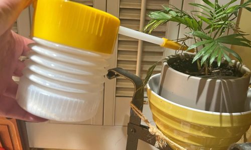 The secret to pest-free houseplants starts at the nursery