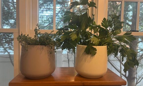 Herbs grown indoors require extra care. Here are some tips