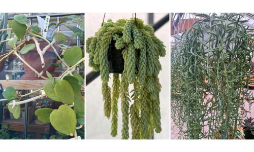 Meet the succulents that look like dolphins and hearts