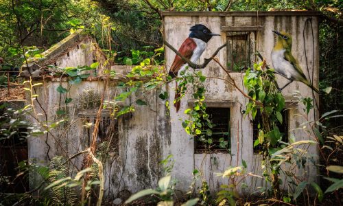 Across the forgotten walls of a Hong Kong island, a flock of bird murals rises