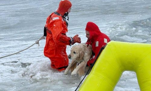 Rhode Island firefighters rescue a yellow Lab from an icy pond on New Year’s Day