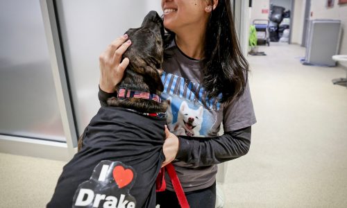 Patriots HC Mike Vrabel changing culture for dogs in shelters, Robert Kraft’s wife says