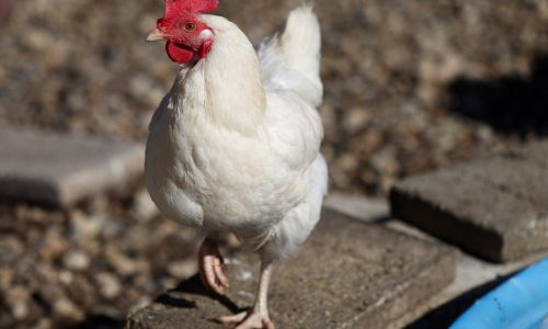 Bird flu confirmed in Massachusetts, as backyard chickens killed