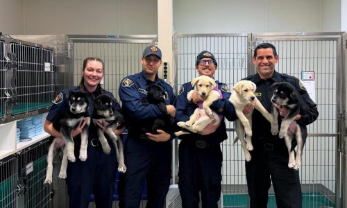 6 puppies treated for a suspected opioid overdose in Washington will find new homes soon