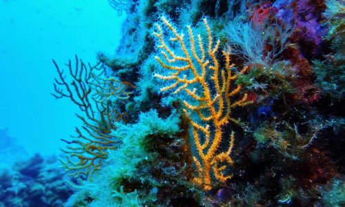 Lo que hay que saber acerca del Tratado de Alta Mar en su entrada en vigor