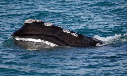 A rare whale is having an encouraging season for births. Scientists warn it might still go extinct