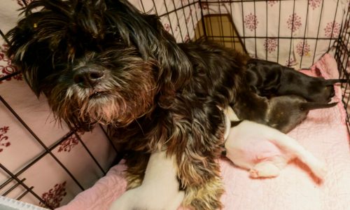 How is Operation Metro Surge impacting pets? Here’s what rescues tell us