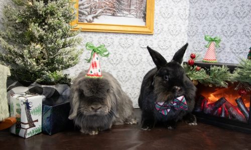 Pets we featured in our newsletter in December