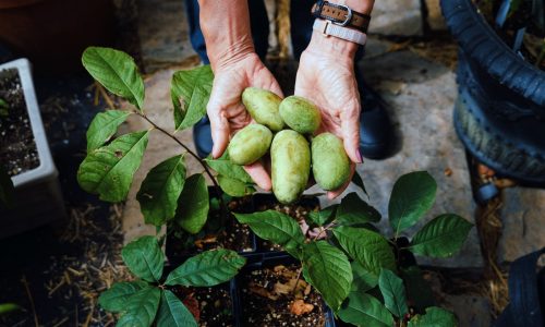 How we’ll eat in 2026: More caution, more crunch and other predictions