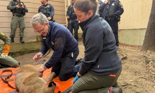 Mountain lion roams posh San Francisco neighborhood before being captured
