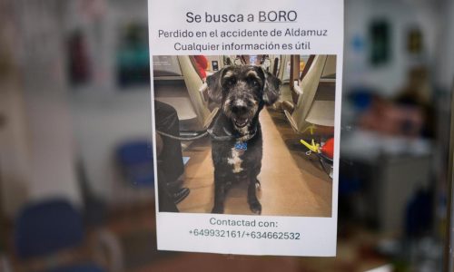 Survivor of Spain’s train crash pleads for help finding her dog Boro, and social media users rally