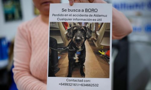 Recovery of missing dog Boro brings hope after Spain’s train crashes