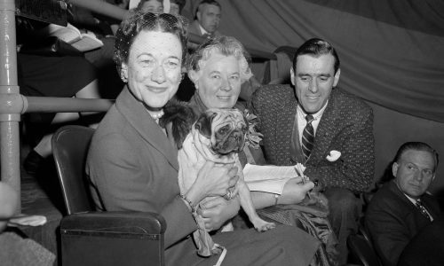 The Westminster dog show is turning 150. Here’s what has — and hasn’t — changed over time