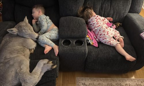 Newborn calf struggling in deep freeze brought indoors to curl up on couch