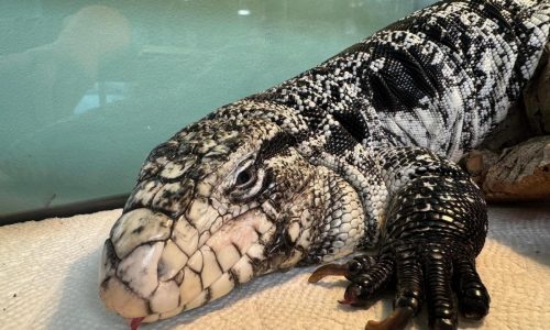 Freezing reptile dubbed ‘Lizard in a blizzard’ is rescued after being buried in Rhode Island snow