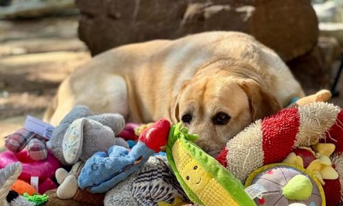Some gifted dogs can learn new toy names by eavesdropping on owners