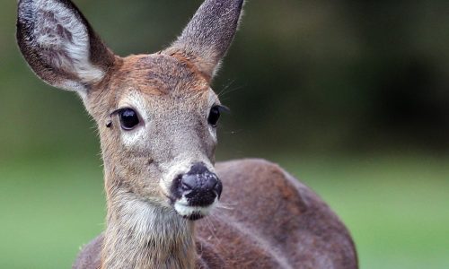 Massachusetts looks to expand deer hunting, including Sunday and crossbow hunting