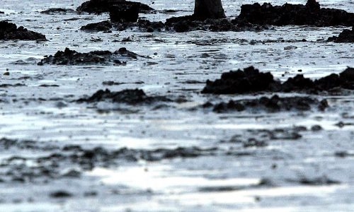 Boston Harbor shellfish harvest changes will be ‘tremendous boon’ to Massachusetts residents