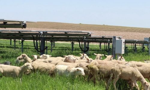 ICE crackdown is disrupting Minnesota’s agriculture industry, leaders say