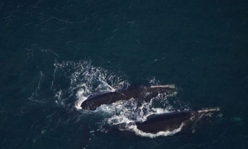 North Atlantic right whales spotted south of Massachusetts, NOAA implements slow zone