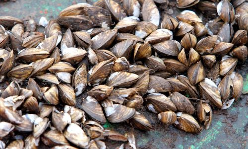 Zebra mussel larvae confirmed in Landfall lake