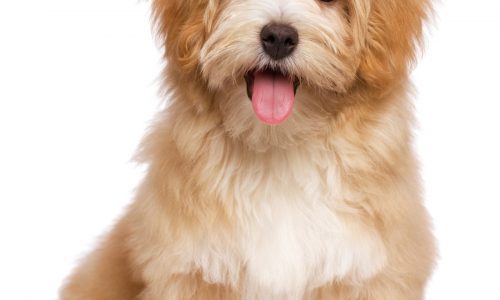 Neutering best option for this Cavapoo