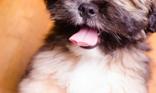 Why did dog’s cancer come on so quickly?