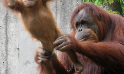Como Zoo says beloved orangutan Jambu has died at 40