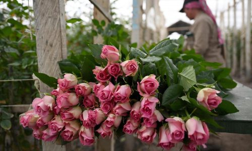 Why Valentine’s roses wilt — and how scientists are trying to stop it