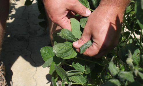 EEUU aprueba el herbicida dicamba para dos cultivos transgénicos comunes