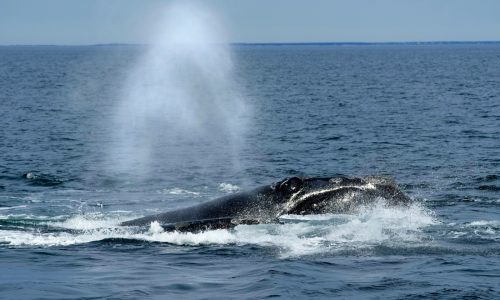NOAA to change whale protections