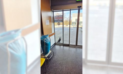 Injured seabird desperately pecks at hospital door for help