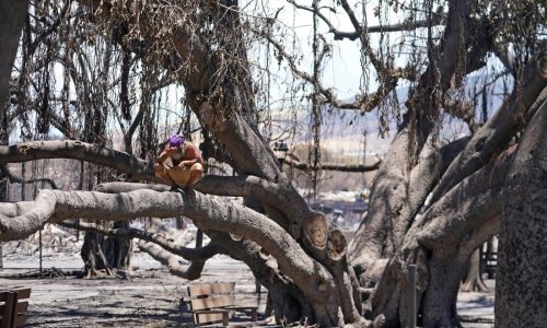 Maui’s famed banyan tree still ‘in the ICU’
