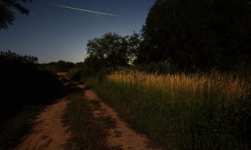 Especialistas buscan recuperar a las luciérnagas en Argentina