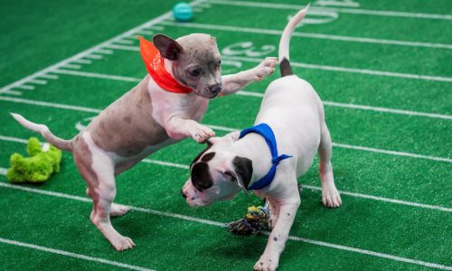 Senior dogs get some love at the Puppy Bowl