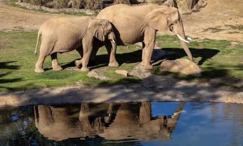 Up close and personal with pachyderms at San Diego’s Elephant Valley