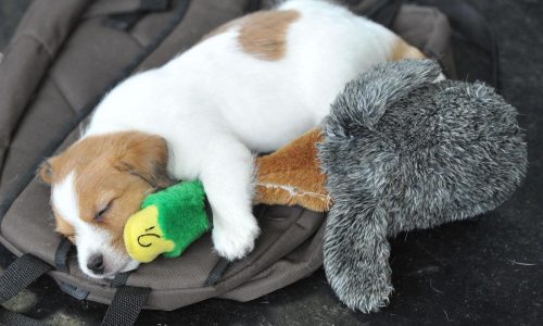 Pet sounds: Why some dog owners share music with their 4-legged friends