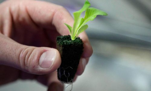 Backyard vegetable gardens are healthy for people and the planet. Here’s how to start yours