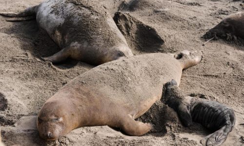 Bird flu outbreak in California elephant seals prompts officials to cancel popular tours