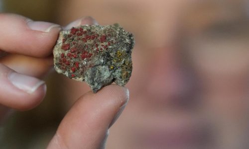 Aficionados del estudio de los hongos ayudan a científicos a conocerlos mejor