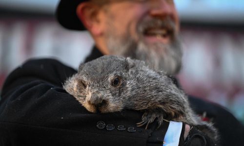 Día de la Marmota: Phil predice 6 semanas más de clima invernal en EEUU