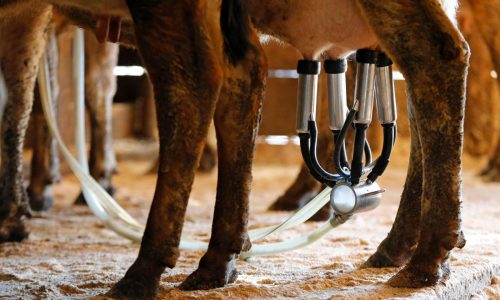 Muerte de recién nacido en EEUU podría deberse a consumo de leche sin pasteurizar durante embarazo