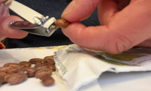 Scarification: The simple seed-starting trick that helps tough-coated seeds sprout faster