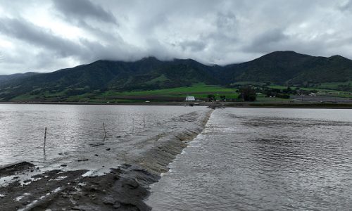 At least 3 people have died from eating Death Cap mushrooms as they spread in California after rains