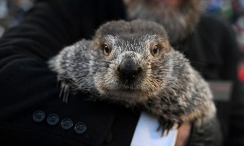 Punxsutawney Phil is said to have seen his shadow, forecasting 6 more weeks of wintry weather