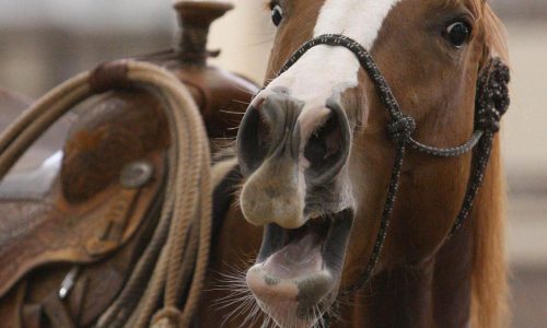 A horse’s neigh may be unique in the animal kingdom. Now scientists know how they do it