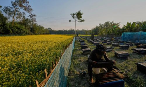 Los apicultores migratorios de India y sus colmenas siguen a las flores para producir miel