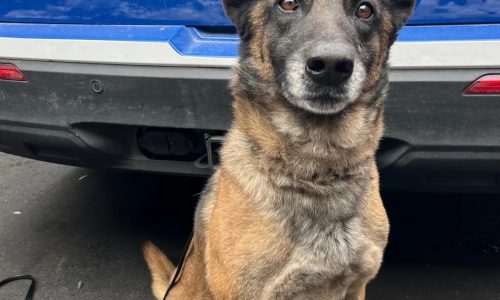 Boston Police Blotter: K-9 helps find Glock in Mattapan